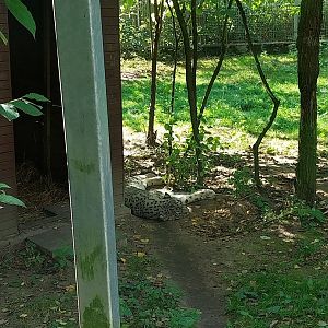 Snow Leopard (Panthera uncia)