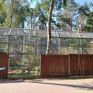 Snow Leopard (Panthera uncia)