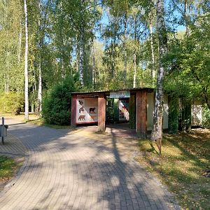 European Brown Bear (Ursus arctos arctos)