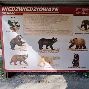 European Brown Bear (Ursus arctos arctos)