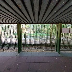 European Brown Bear (Ursus arctos arctos)