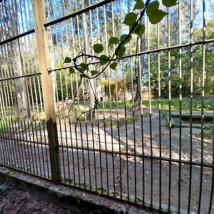 European Brown Bear (Ursus arctos arctos)