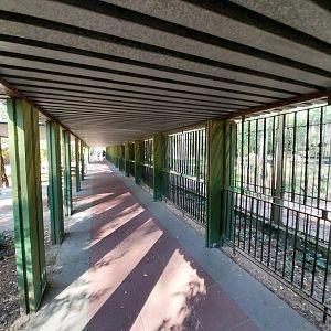 European Brown Bear (Ursus arctos arctos)
