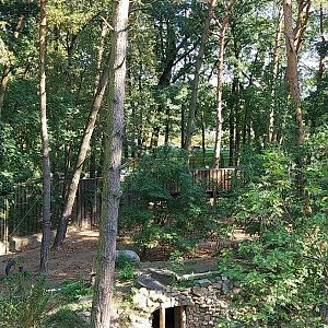 European Brown Bear (Ursus arctos arctos)