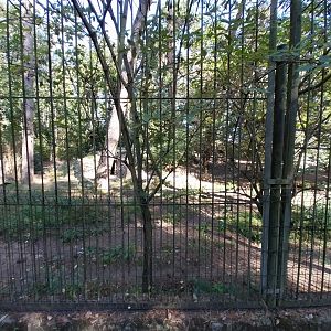 Siberian Tiger (Panthera tigris altaica)