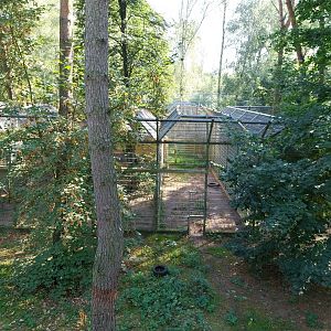 Siberian Tiger (Panthera tigris altaica)