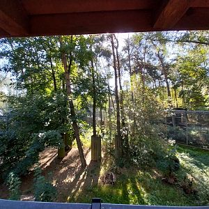 Siberian Tiger (Panthera tigris altaica)