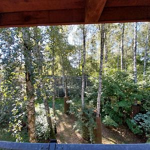 Siberian Tiger (Panthera tigris altaica)