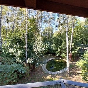 Siberian Tiger (Panthera tigris altaica)