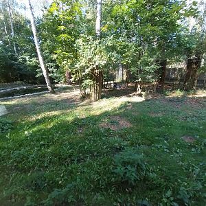 Siberian Tiger (Panthera tigris altaica)