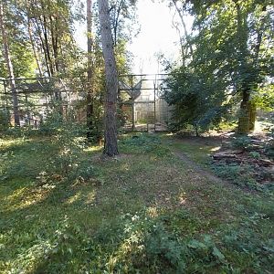 Siberian Tiger (Panthera tigris altaica)