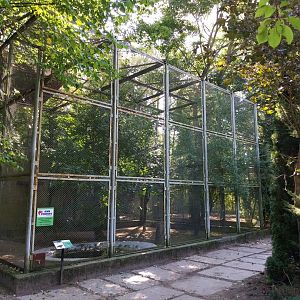 European Golden Eagle (Aquila chrysaetos chrysaetos)