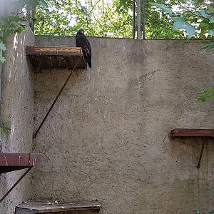 European Golden Eagle (Aquila chrysaetos chrysaetos)