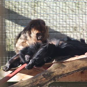 Black Howler Monkeys ‘Fernando’ and ‘Zouch’