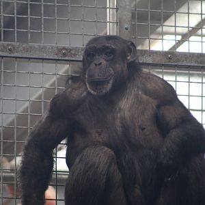 Chimpanzee ‘Josie’