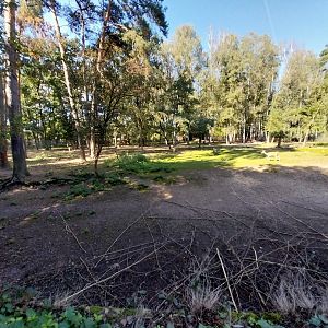 European Roe Deer (Capreolus capreolus)