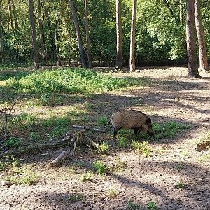 Central European Wild Boar (Sus scrofa scrofa)