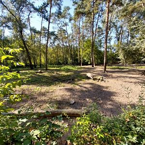 Central European Wild Boar (Sus scrofa scrofa)