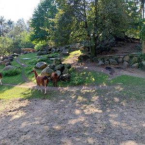 Pampa - Lama (Lama glama)