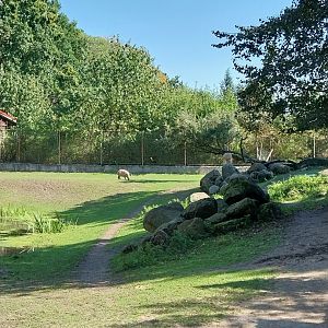 Pampa - Capybara (Hydrochoerus hydrochaeris)