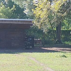 Chapman's Zebra (Equus quagga chapmani) real and fake