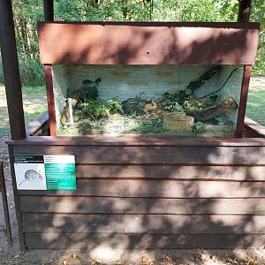 Arabian Spiny Mouse (Acomys dimidiatus)