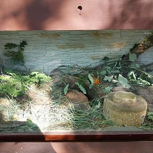 Arabian Spiny Mouse (Acomys dimidiatus)