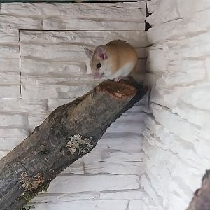 Arabian Spiny Mouse (Acomys dimidiatus)