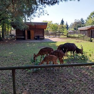 Nyala (Tragelaphus angasii)
