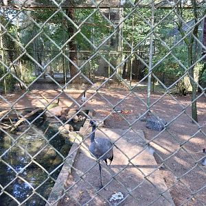 European Crane (Grus grus grus) & African Sacred Ibis (Threskiornis aethiopicus) aviary