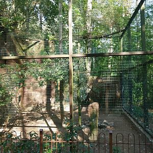 Steppe Eagle (Aquila nipalensis)