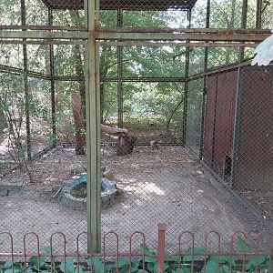 White-tailed Sea Eagle (Haliaeetus albicilla)