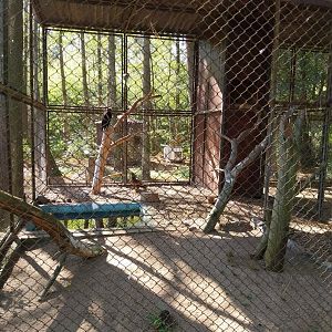 Steppe Eagle (Aquila nipalensis)