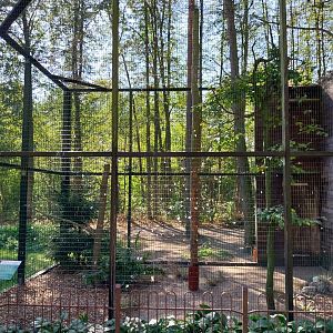 Northern Goshawk (Accipiter gentilis gentilis)