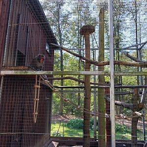 Japanse Macaque (Macaca fuscata)