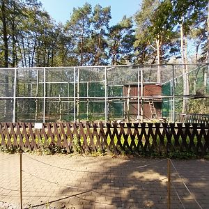 Japanese Macaque (Macaca fuscata)