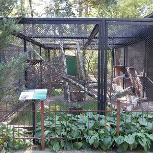 European Wildcat (Felis silvestris)