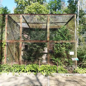Eurasian Tawny Owl (Stric aluco) & Lady Amherst Pheasant (Chrysolophus amherstiae)