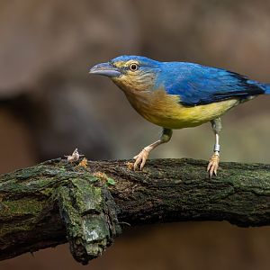 Blue-backed tanager (Cyanicterus cyanicterus)