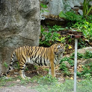 Indochnese  Tiger