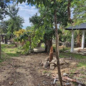 New Malayan Tapir exhibit