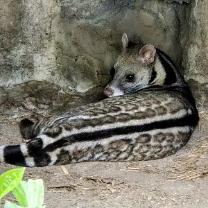 Large Indian Civet