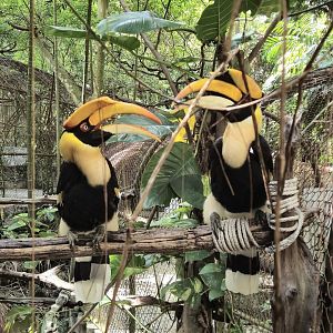 Hornbills