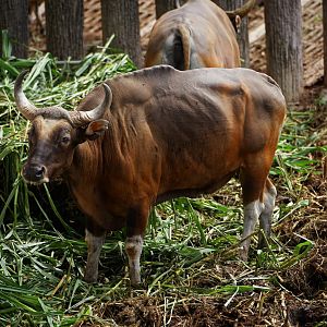 Burmese Banteng