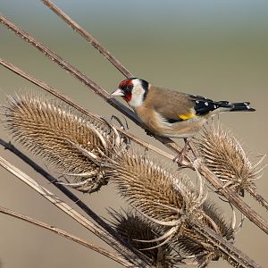 European Goldfinch, wild, UK
