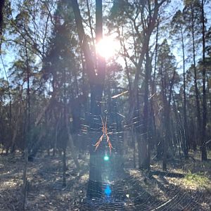 Australian Golden Orbweaver