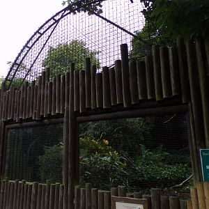 Spectacled owl aviary 29.6.24