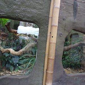Reticulated python enclosure (maybe?) 29.6.24