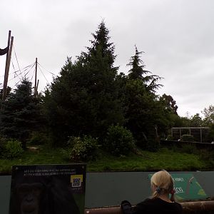 Chimpanzee enclosure 29.6.24