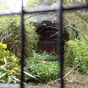 Spectacled owl aviary 29.6.24